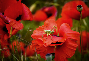 red poppy in a field