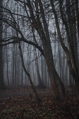 Woods in fog