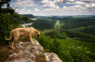 dog in the mountains