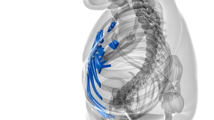 Human skeleton anatomy Costal Cartilage 3D Rendering
