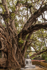 Ogromne drzewo w buddyjskiej świątyni, pnącza naturalne tło. - obrazy, fototapety, plakaty