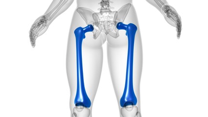 Human skeleton anatomy Femur Bone 3D Rendering © mybox