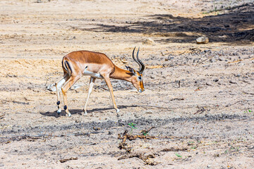 Thomson's gazelle