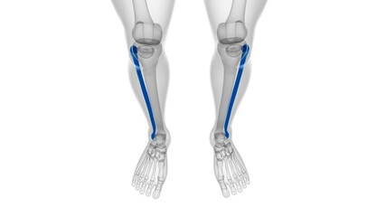 Human skeleton anatomy Fibula Bone 3D Rendering