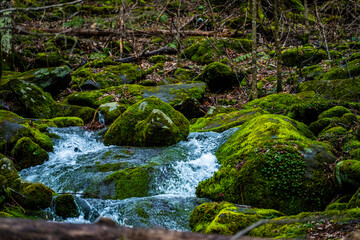 Moss and River