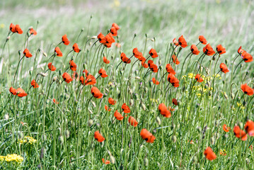 field of poppies