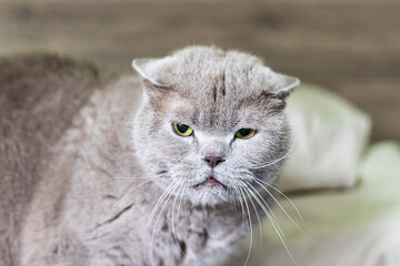 Beutiful British longhair cat sad.