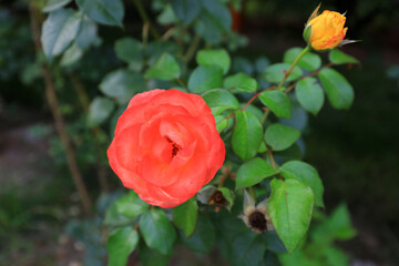 The blooming roses are in the garden