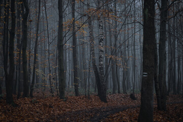 Misty forest during fall
