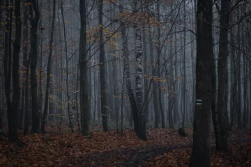 Fototapeten Misty forest during fall © Lucie