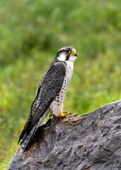 The lanner falcon (Falco biarmicus) in Ngorongoro Crater, Unesco World Heritage Site and National Park in Tanzania, Africa.