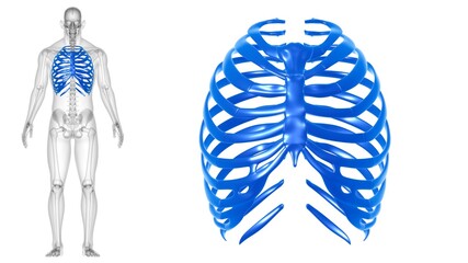 Human skeleton anatomy Rib Cage 3D Rendering