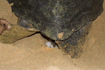 Atlantic Green Turtle