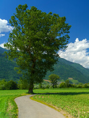 Summer landscape along the Sentiero della Valtellina, cycleway