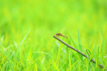 Dragonflies rest on the dry branches