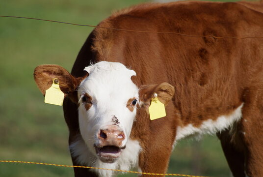 calf behind wire fence mooing