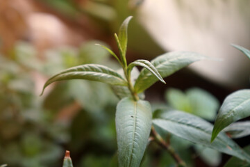Vietnamese Coriander (Persicaria odorata) on nature background.  Fresh green Polygonum odoratum Lour leaves