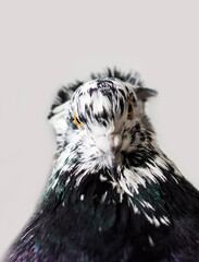 Bird portrait. Dove head. Poultry keeping. Divorce of pigeons.