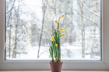 daffodils in a pot on the windowsill have dissolved flowers