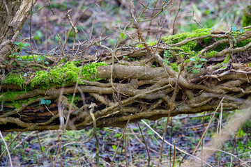 a luminous green lichen covered twist of small intertwined branches