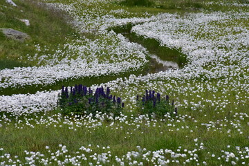 Moor Idylle im Nationalpark Hohe Tauern mit Wollgras