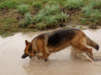 black and tan german shepherd alsation bitch running through a deep muddy puddle for pleasure