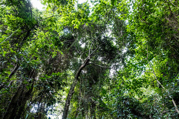 tree in the forest