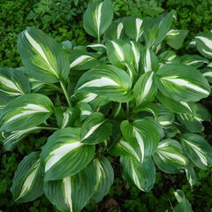 Obraz premium Plant of garden. Closeup of nature and botanica. Hosta in summer.