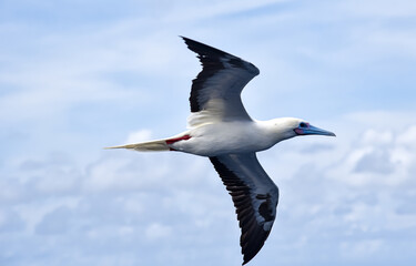 Seabird Masked, Blue-faced Booby (Sula dactylatra) flying over the blue and calm ocean. Seabird is hunting for flying fish jumping out of the water.