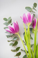 Obraz na płótnie Canvas Beautiful purple tulip with eucalyptus on a white chair. Spring Mood, March 8th.