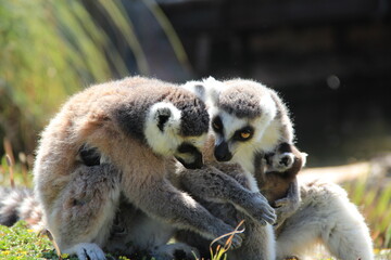 Famiglia di lemuri