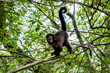 macaque in the jungle