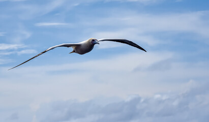 Seabird Masked, Blue-faced Booby (Sula dactylatra) flying over the blue and calm ocean. Seabird is hunting for flying fish jumping out of the water.