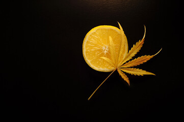 Cannabis with lemon flavor. Fresh marijuana leaf on black isolated background.