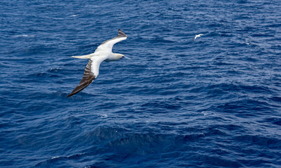 Seabird Masked, Blue-faced Booby (Sula dactylatra) flying over the blue and calm ocean. Seabird is hunting for flying fish jumping out of the water.