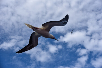 Seabird Masked, Blue-faced Booby (Sula dactylatra) flying over the blue and calm ocean. Seabird is hunting for flying fish jumping out of the water.