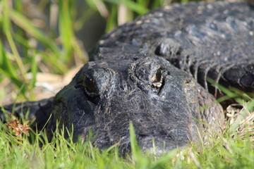 Alligator Looking At You With Both Eyes Open, Close Up