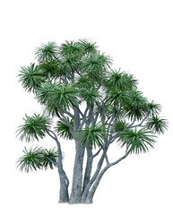 cabbage palm christmas tree isolated on white