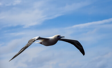 Seabird Masked, Blue-faced Booby (Sula dactylatra) flying over the blue and calm ocean. Seabird is hunting for flying fish jumping out of the water.