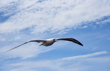 Seabird Masked, Blue-faced Booby (Sula dactylatra) flying over the blue and calm ocean. Seabird is hunting for flying fish jumping out of the water.