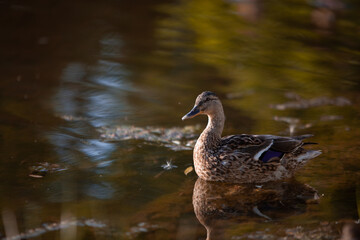 Brown duck swimming in seaweed pond, side view