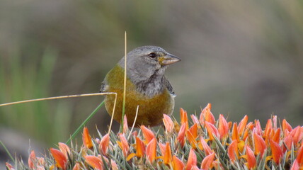 bird in the flower 