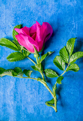 Fototapeta na wymiar Rosehip flower on a blue twisted background.Contrast design. Floristics. Floristic composition.