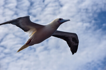 Seabird Masked, Blue-faced Booby (Sula dactylatra) flying over the blue ocean. Seabird is hunting for flying fish jumping out of the water.