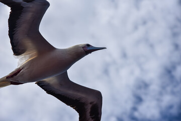 Seabird Masked, Blue-faced Booby (Sula dactylatra) flying over the blue ocean. Seabird is hunting for flying fish jumping out of the water.