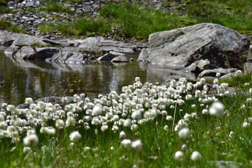 Fototapeta na wymiar Bergsee mit Wollgras Sommer
