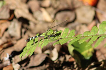 Green Dragonfly Perched On Leaves