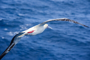Seabird Masked, Blue-faced Booby (Sula dactylatra) flying over the blue ocean. Seabird is hunting for flying fish jumping out of the water.