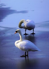 Weißer Schwan auf einem gefrorenen See. Blaue Eisfläche mit einem Schwan (Cygnus) als Mittelpunkt.