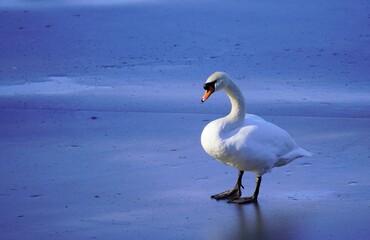 Weißer Schwan auf einem gefrorenen See. Blaue Eisfläche mit einem Schwan (Cygnus) als Mittelpunkt.